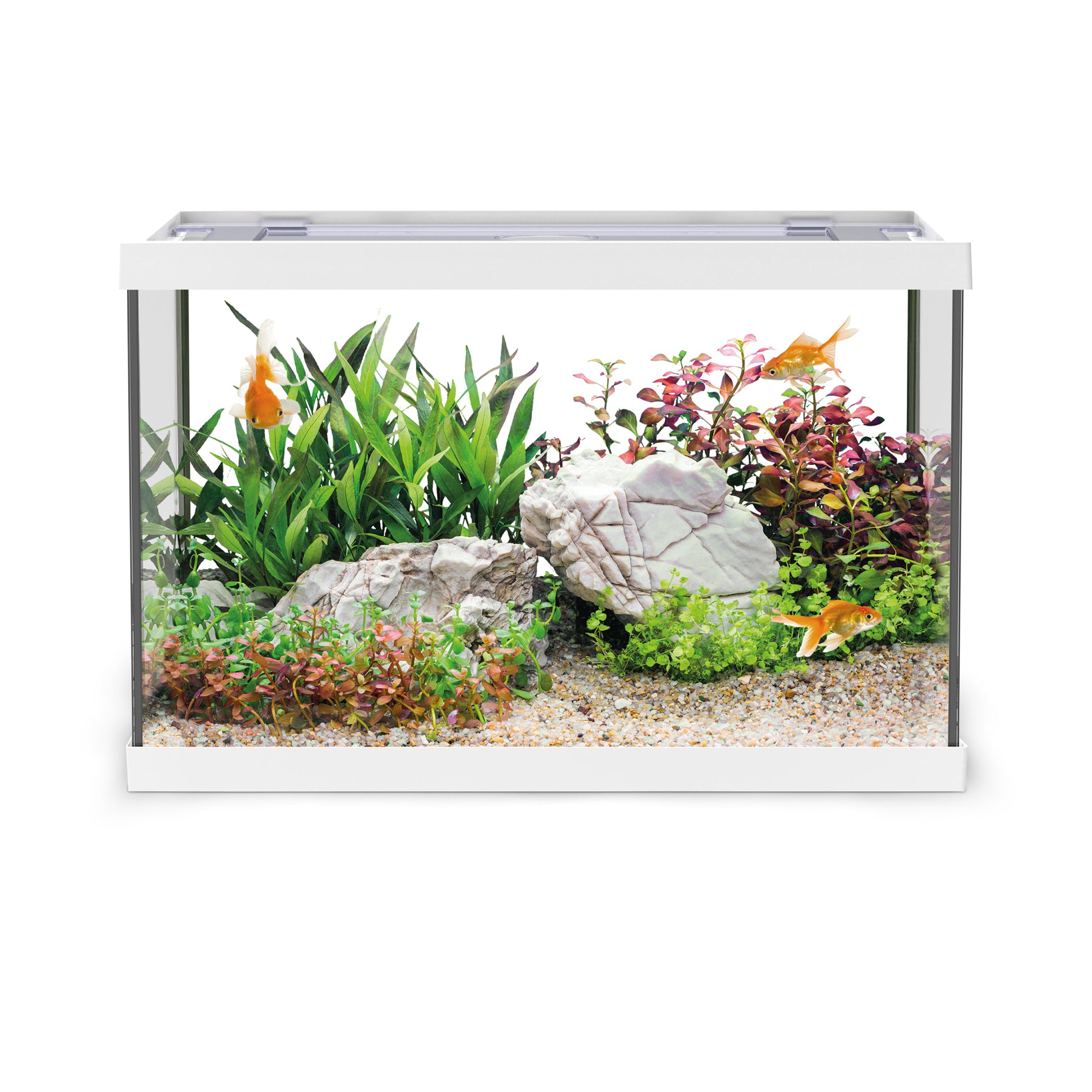 AQPet One Mini Acquario In Vetro - 20 Lt - 39X22X26